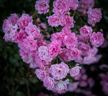Close-up of the beautiful, blossoming, pink, purple and white rose flowers, among the green leaves