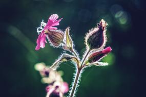 Macro photo of Flowers in garden