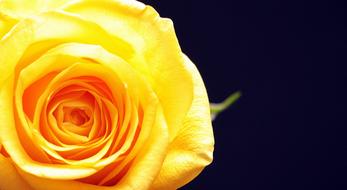yellow Rose Bloom Flower