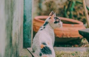 Cute, colorful and beautiful cat, near the building, outdoors