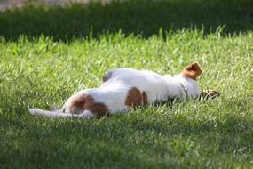 Dog Grass play