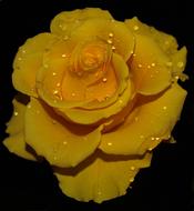 Beautiful yellow Flower Petals