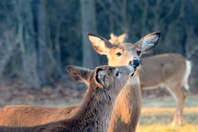 Deer Kiss Sweet