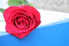 Close-up of the beautiful, red rose flower with green leaves, on white and blue surface, on the snow