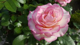 pink white spring rose in the garden