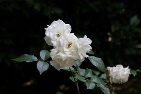 White Rose Flower in garden