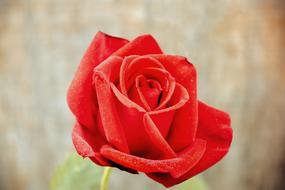 red Rose Love Gift