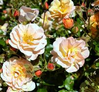 Rose Floribunda Blossoms