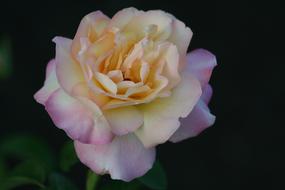 yellow-pink rose on a dark background