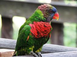 bright parrot in nature on a blurred background