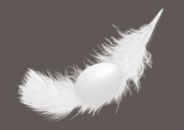 egg and chicken feather