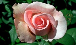 Close-up of the beautiful, blossoming, yellow, orange and white rose flower with green leaves, in sunlight