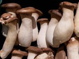 Close-up of the beautiful, white and brown mushrooms, in sunlight