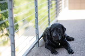 black home labrador on a blurred background