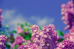 lush lilac bush in a bright blurry background