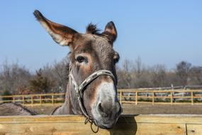 Donkey Outdoor Farm