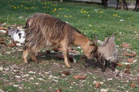 goats Mother And Child