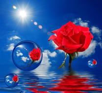 red rose bubbles clouds blue sky