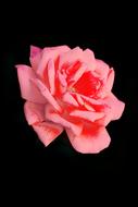 Rose Love pink flower