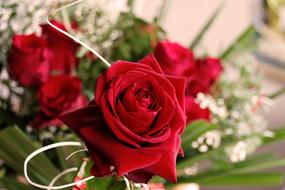 Close-up of the beautiful, red rose and other flowers, with green leaves