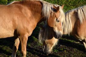 two Haflinger Horses on pasture