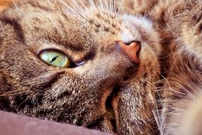 brown cat with green eyes close up