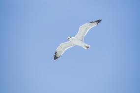 gull in the sky on a clear day