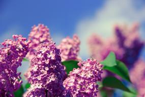 Close-up of the beautiful, blossoming, pink, purple and white flowers with green leaves, in sunlight, under the blue sky