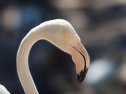 Portrait of Greater Flamingo Eye