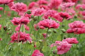 Pink Flowers at garden