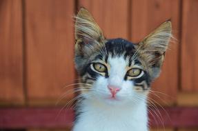 Portrait of the cute, colorful and beautiful, fluffy cat near the wooden wall