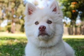 white puppy on a meadow on a blurred background