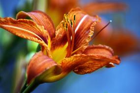 orange Lily Flower Garden