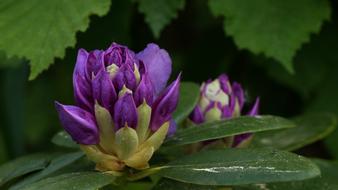 blue rhododendron flowers in the garden