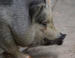 boar face, close-up