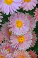 soft pink Flower