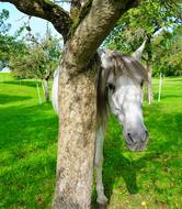 Horse and tree