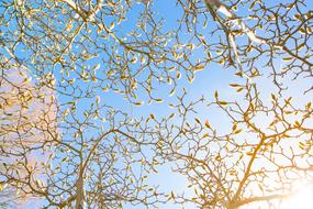 Easter Branch Blue Sky