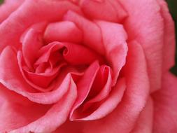 pink Petal Rose Flower