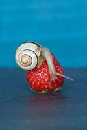 snail on strawberry as conceptual design