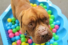 big brown dog with colorful toys