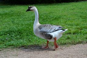 gray goose on the grass