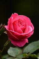 delicate pink rose on a blurred background