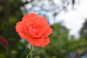 Close-up of the beautiful, blooming, red and orange rose flower, near the other flowers, at blurred background with plants