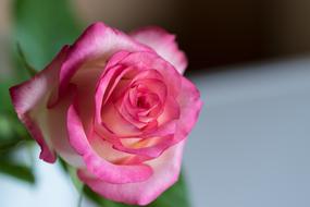 pink white rose on blurred background