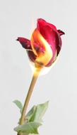 Red Rose in Fire