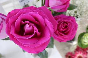 Close-up of the beautiful, purple rose and other colorful flowers, with green leaves