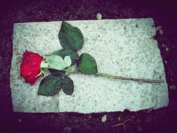 red rose on a stone in a cemetery