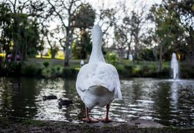 white duck by the lake