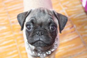 Pug as a Dog Pets Breed